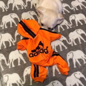 Addidog sweatsuit